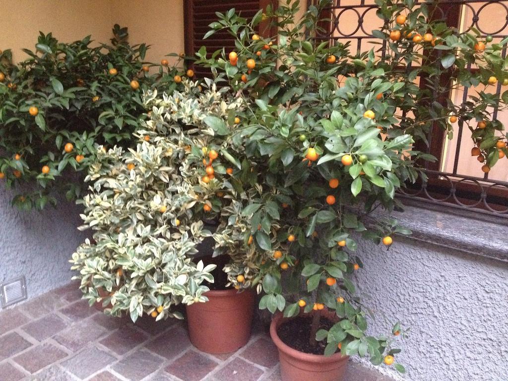 Отель Antica Trattoria Dell'Uva Монца Экстерьер фото
